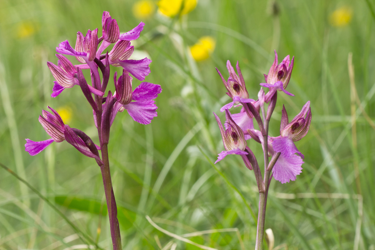 Anacamptis x gennarii (Rchb. F.) Kretz., Eccarius & Dietr
